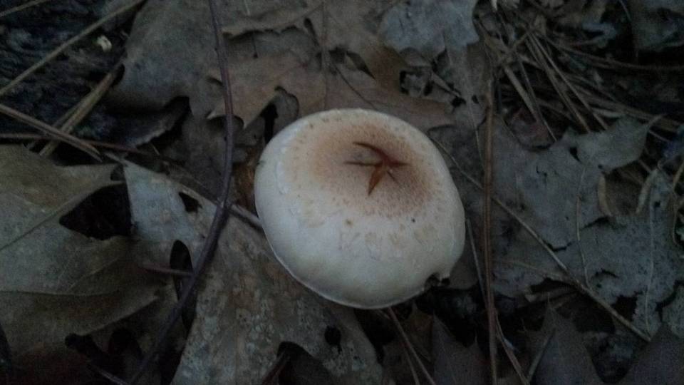 Pholiota decorata image