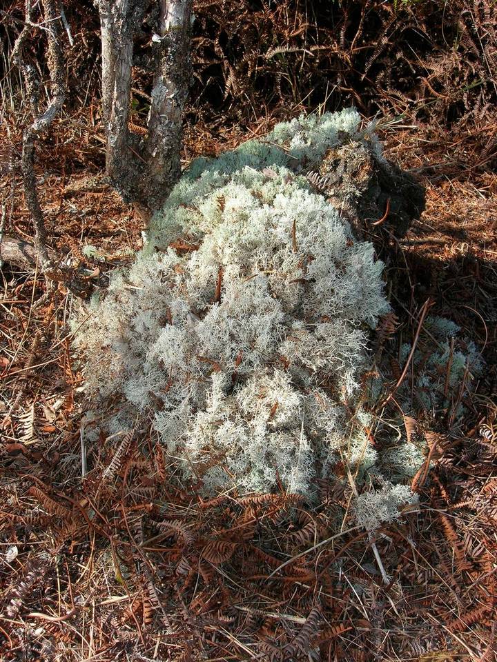 Cladina leiodea image