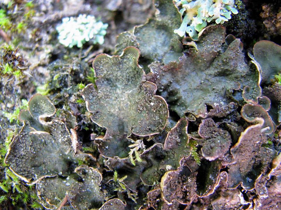Peltigera lepidophora image