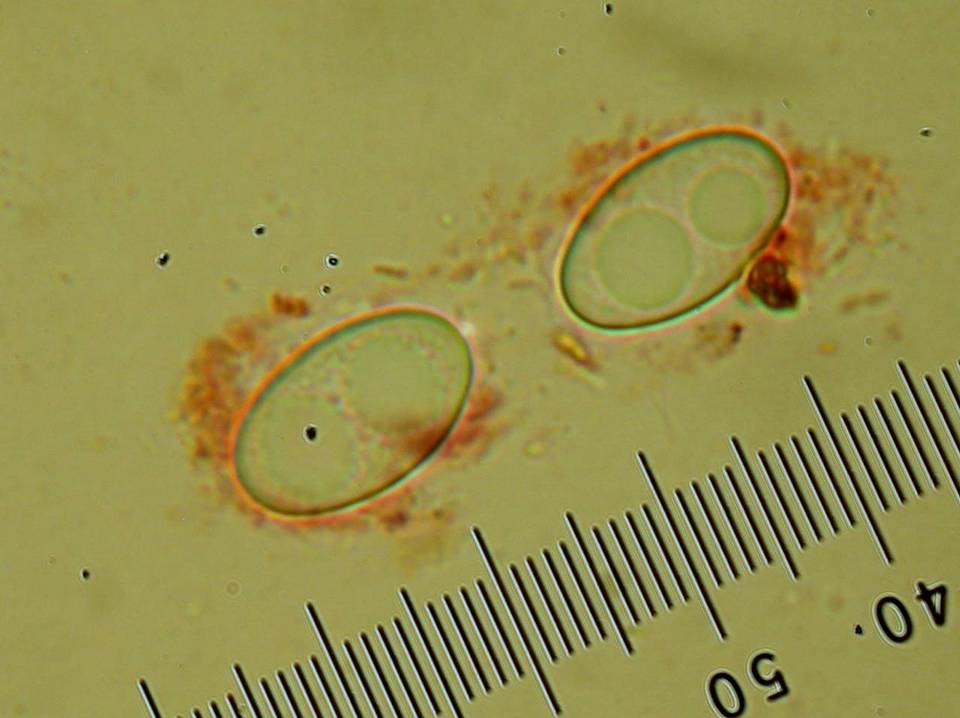Otidea smithii image