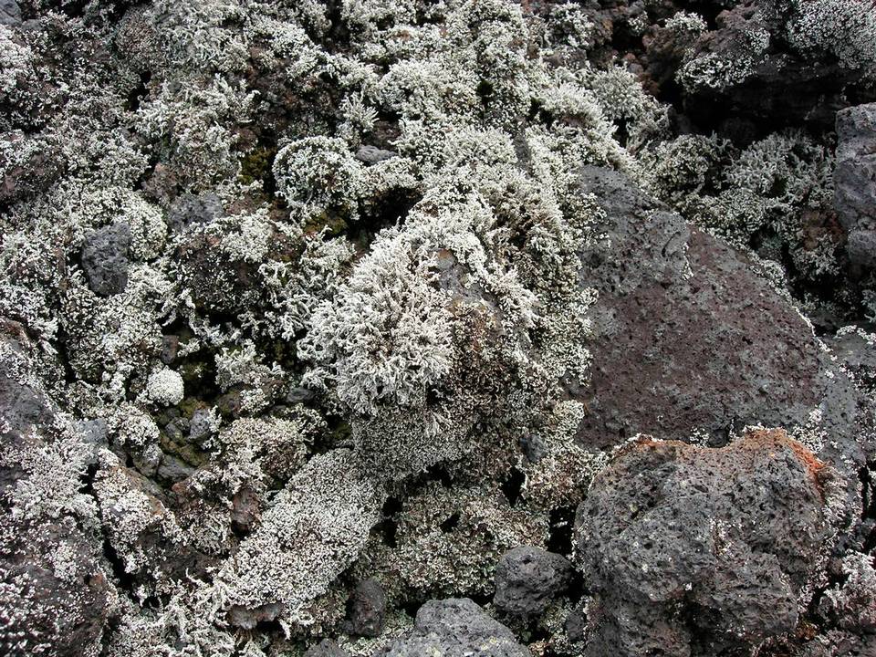 Stereocaulon vulcani image