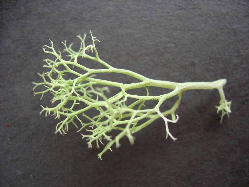 Cladina leiodea image
