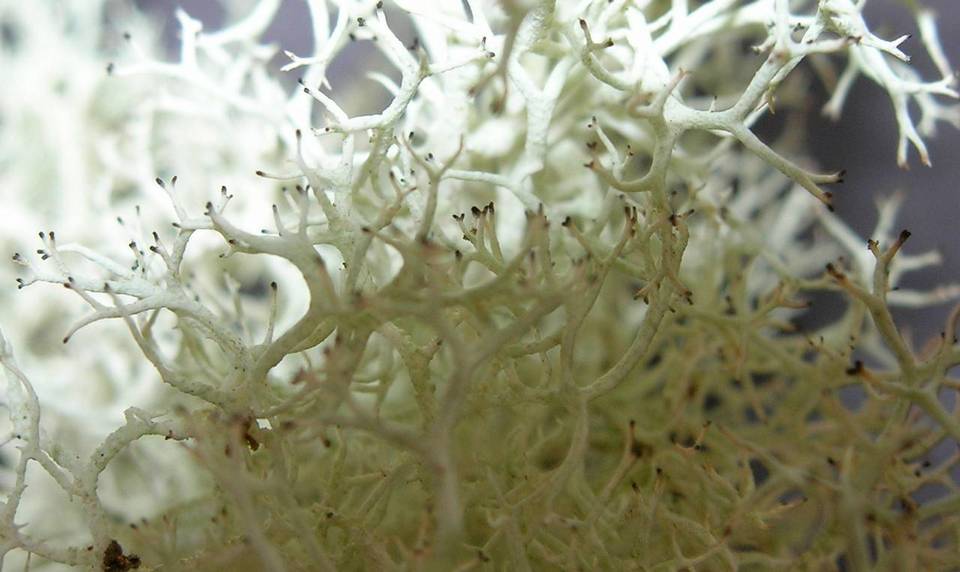 Cladina leiodea image