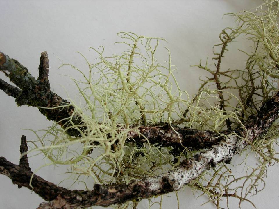 Usnea australis image