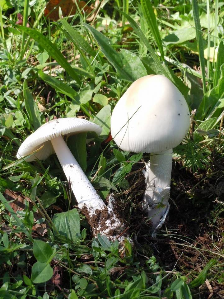 Amanita lactea image