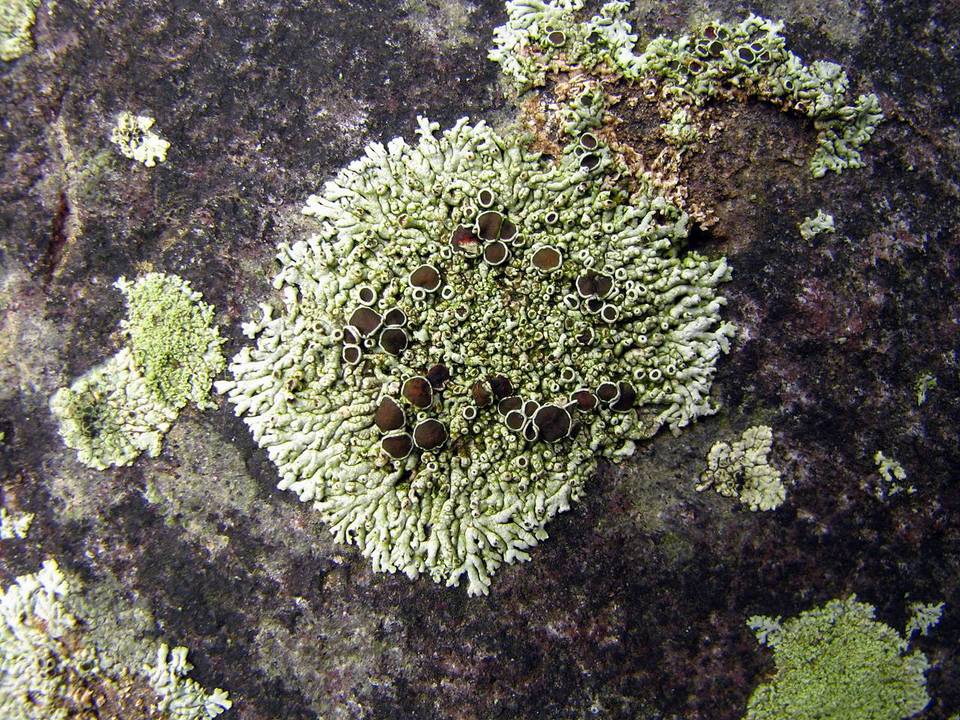 Physcia halei image