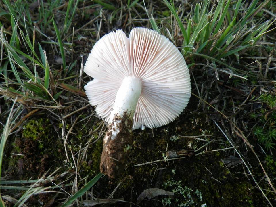 Amanita roseolamellata image