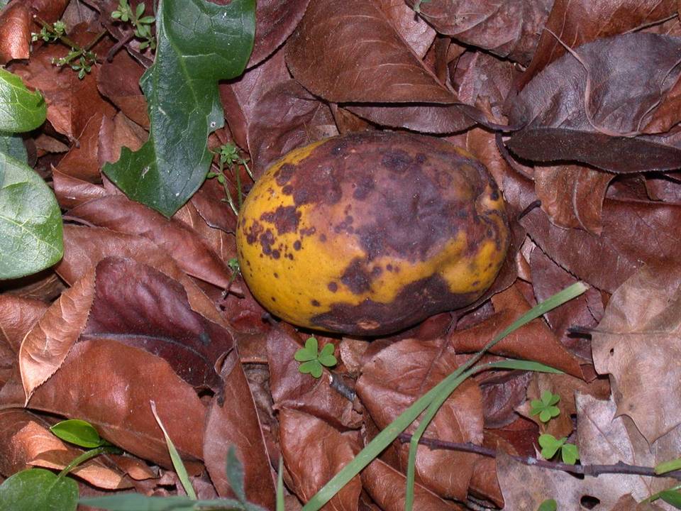 Penicillium italicum image