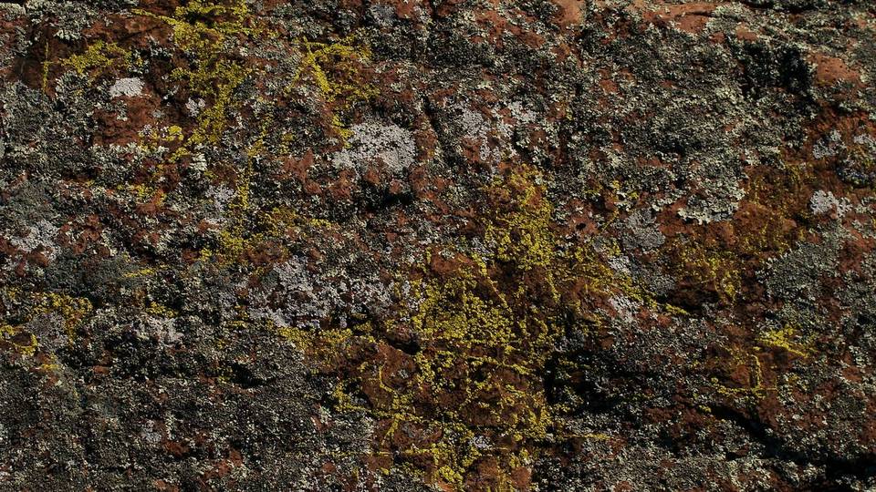 Acarospora tuckerae image