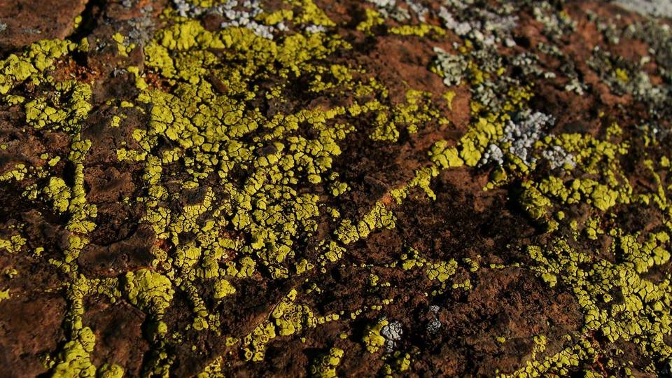 Acarospora tuckerae image