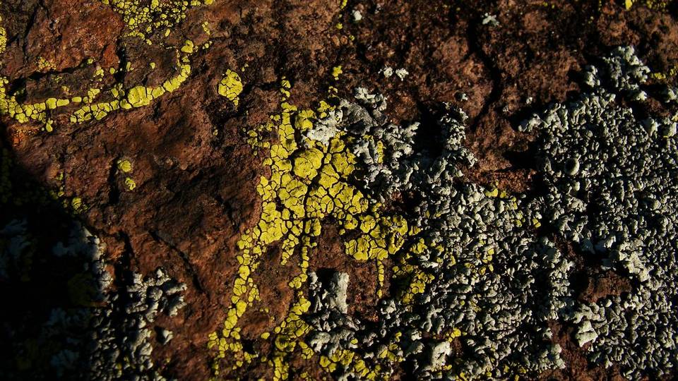 Acarospora tuckerae image