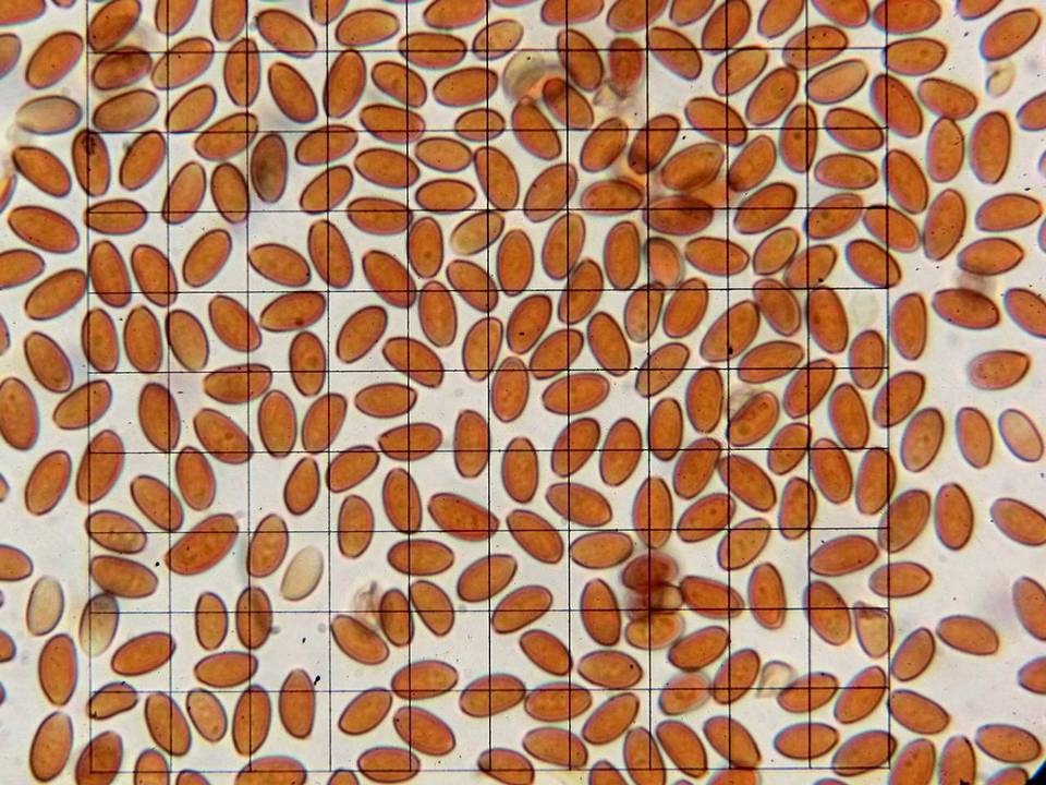 Pholiotina smithii image