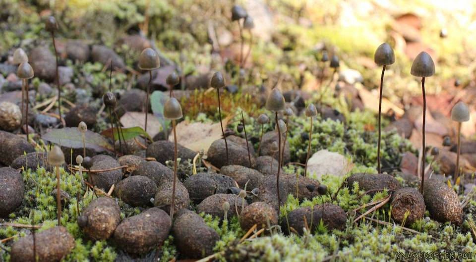 Panaeolus alcis image