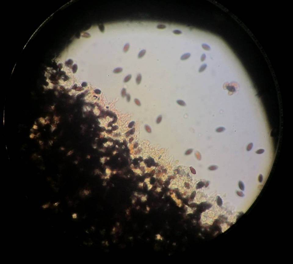 Panaeolus alcis image