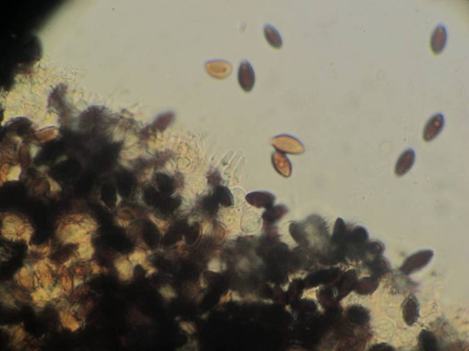 Panaeolus alcis image