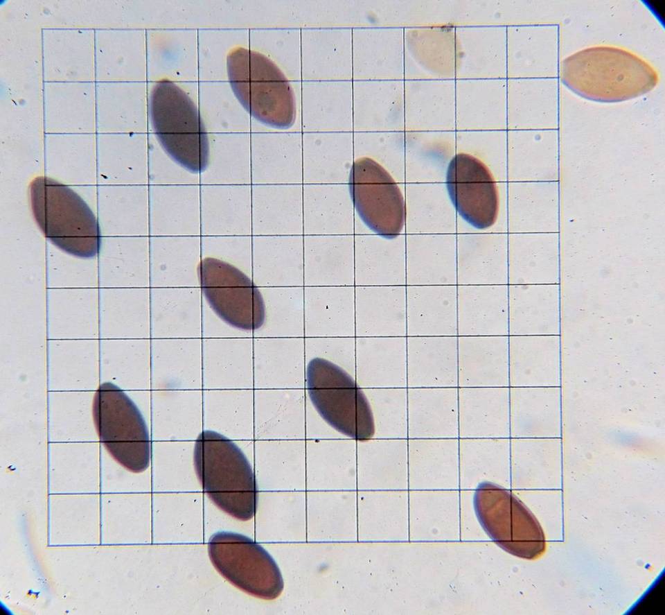 Panaeolus alcis image