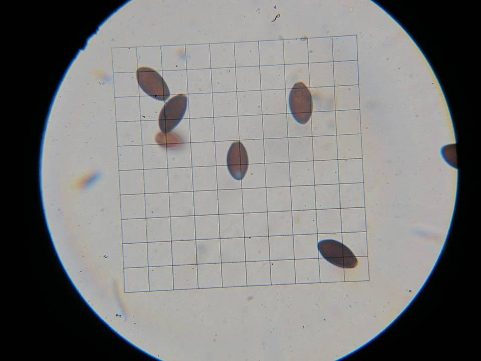 Panaeolus alcis image