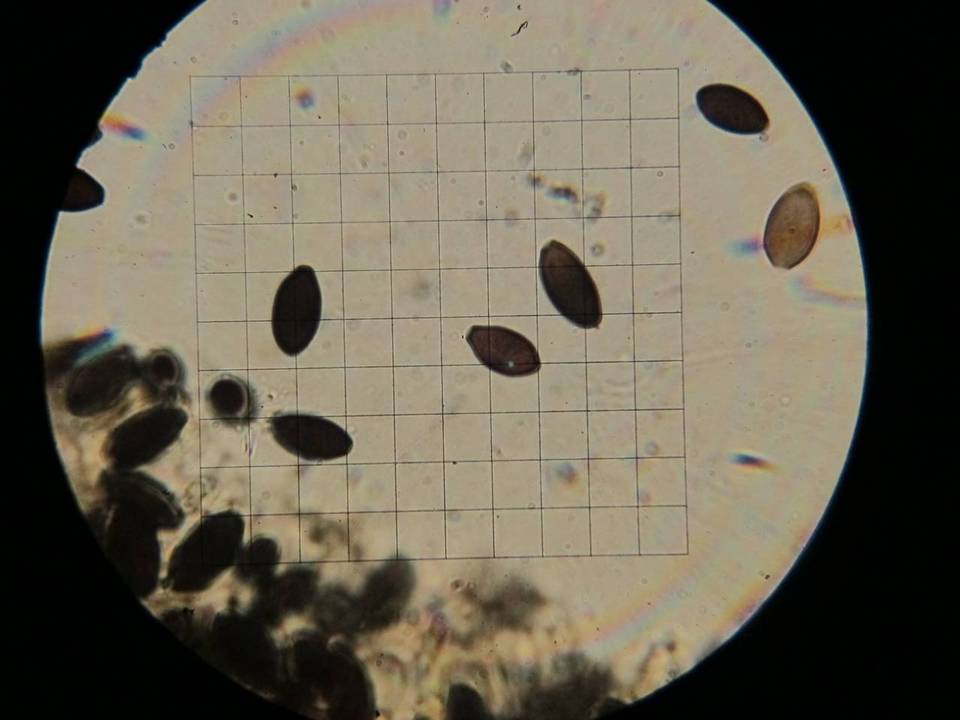 Panaeolus alcis image
