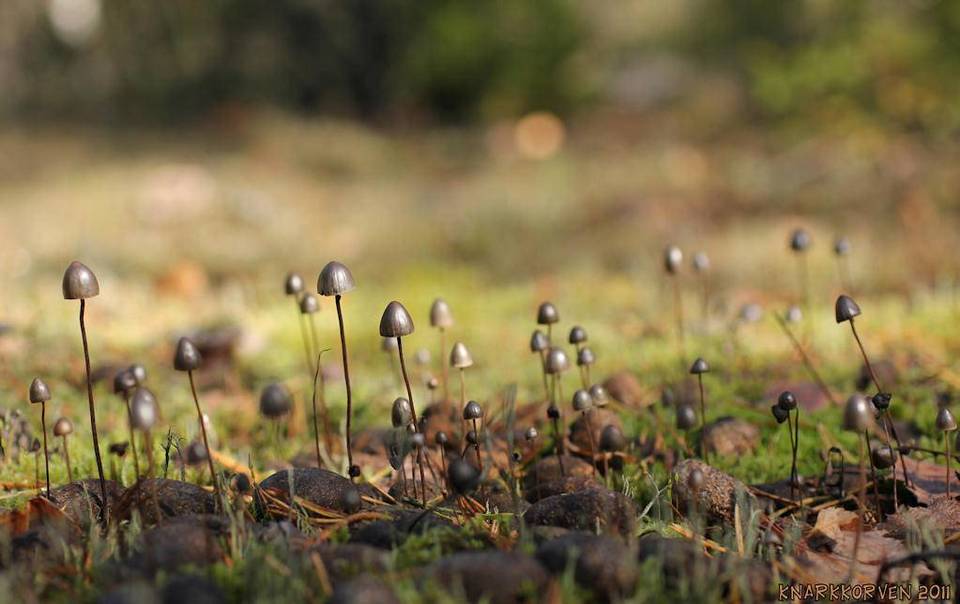 Panaeolus alcis image