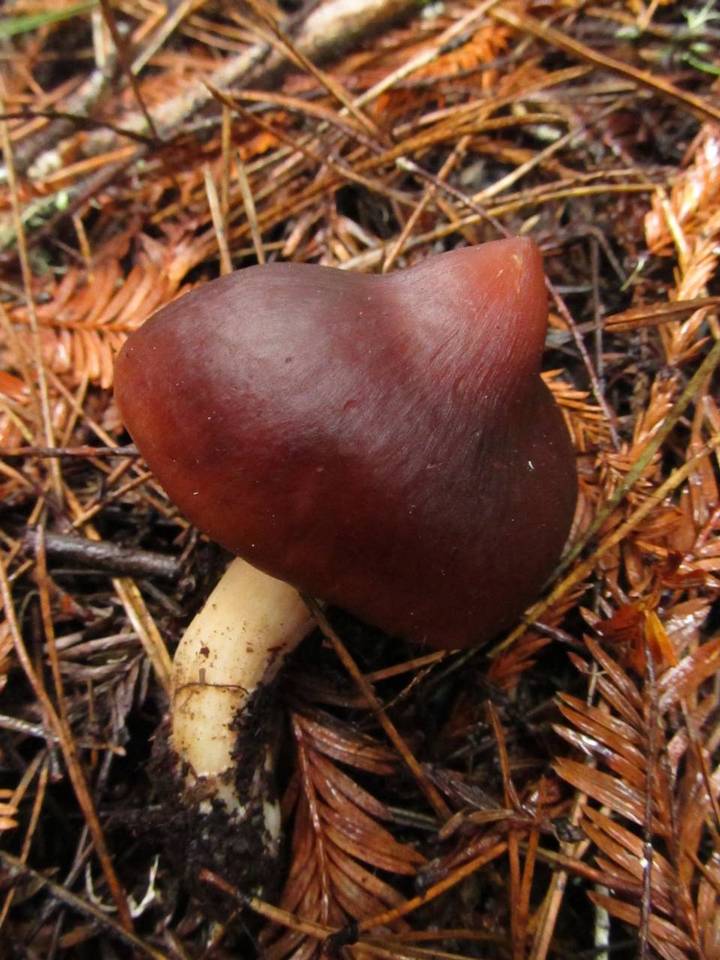 Rhodocollybia butyracea f. butyracea image