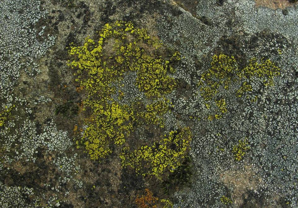 Candelariella rosulans image