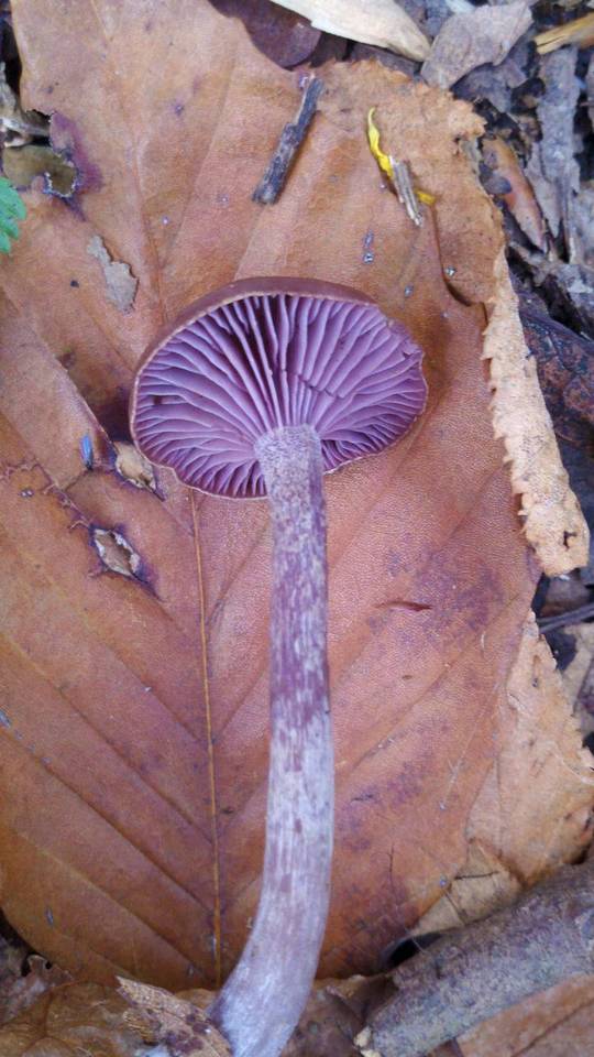 Neohygrophorus cokeri image