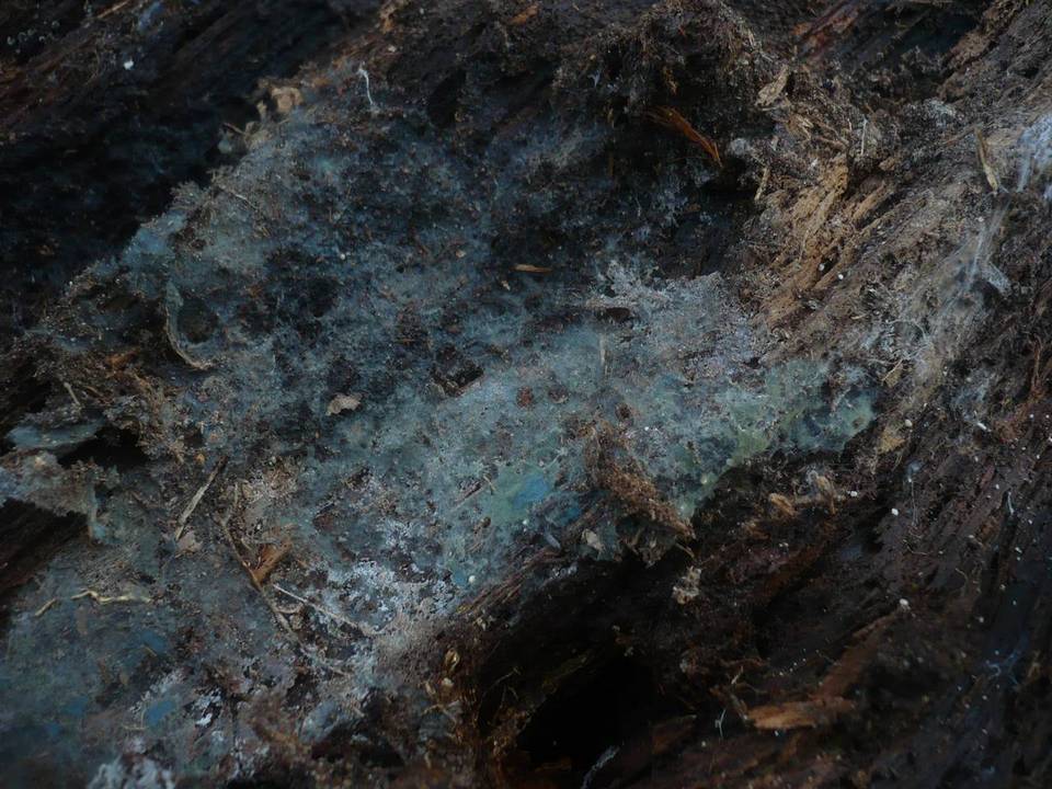 Byssocorticium atrovirens image