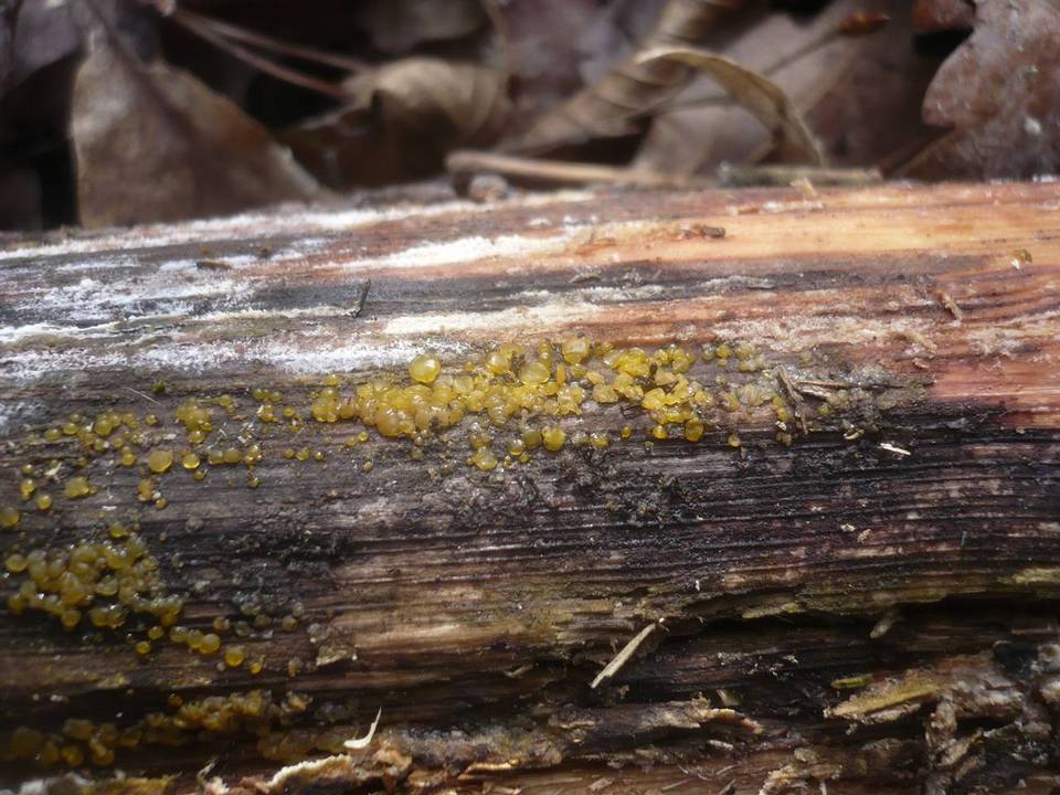 Dacrymyces lacrymalis image