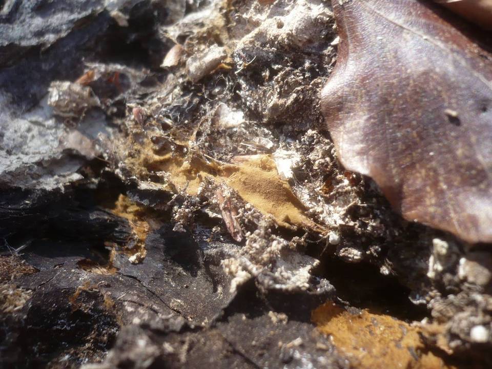 Tomentella punicea image