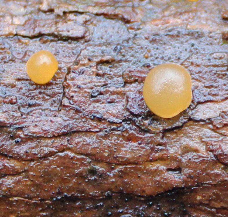 Dacrymyces lacrymalis image
