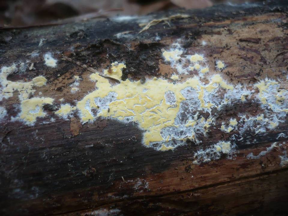 Gloiothele citrina image