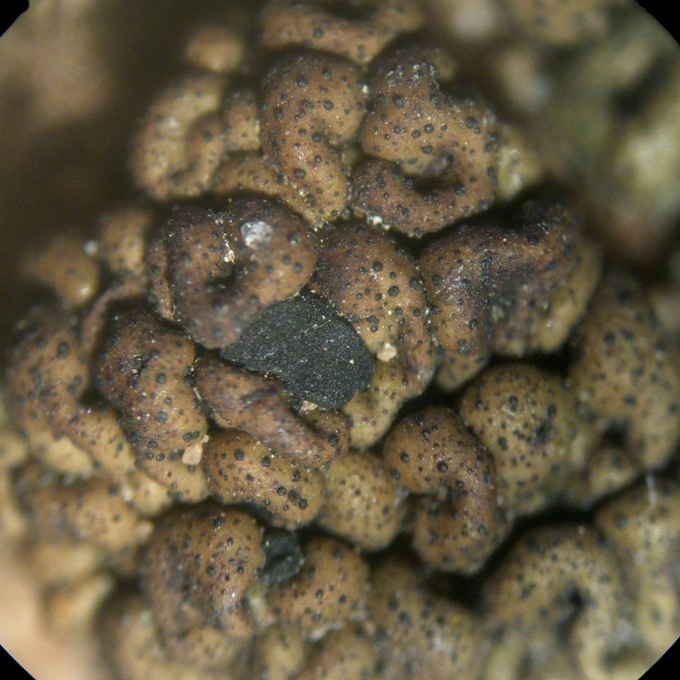 Toninia tristis image