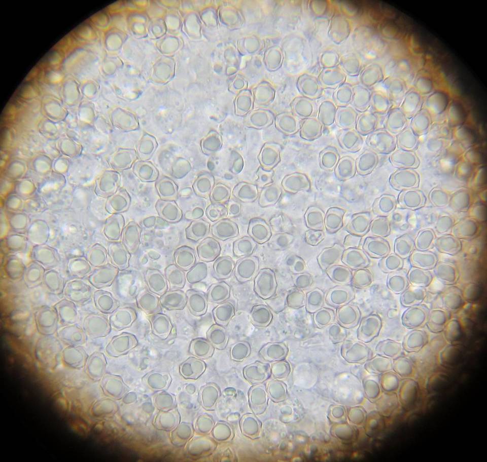 Entoloma nigroviolaceum image