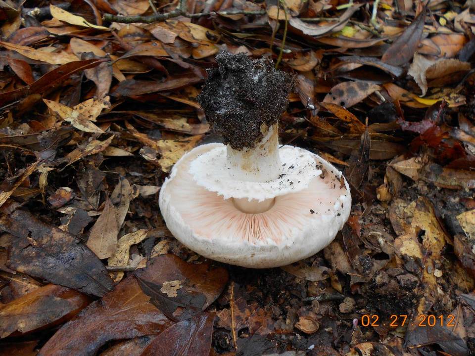 Agaricus alligator image