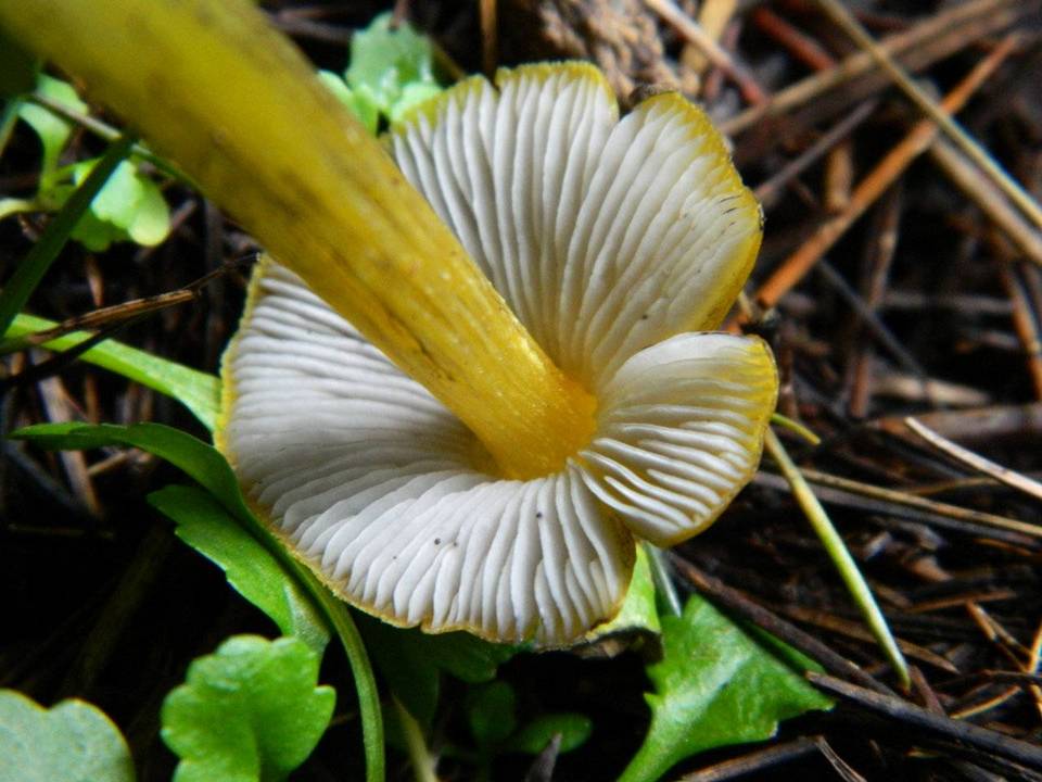 Hygrocybe cinereifolia image