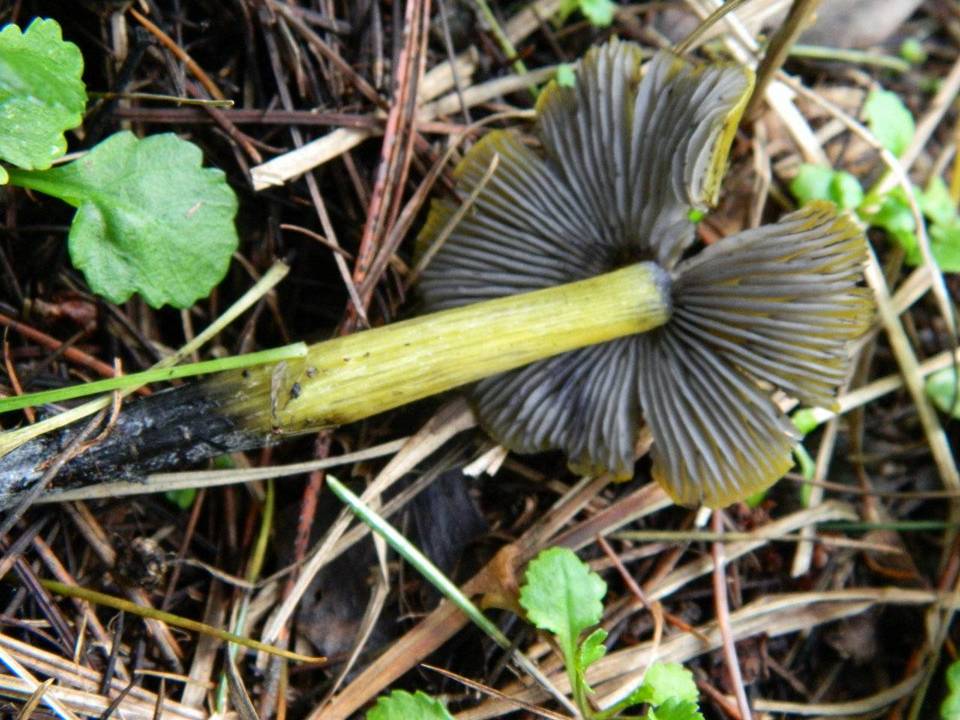 Hygrocybe cinereifolia image