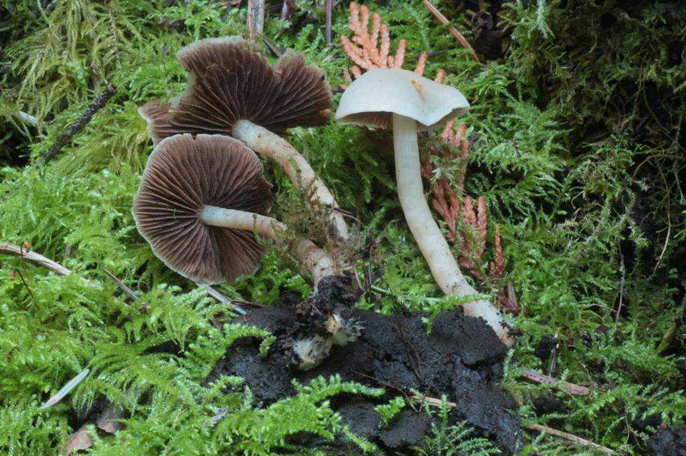 Psathyrella cernua image
