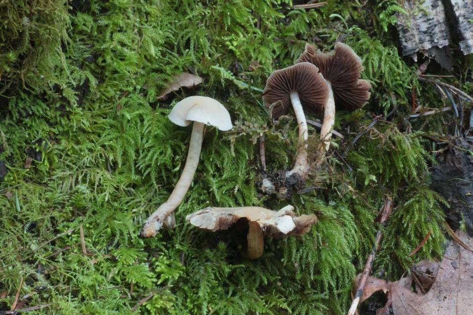 Psathyrella cernua image