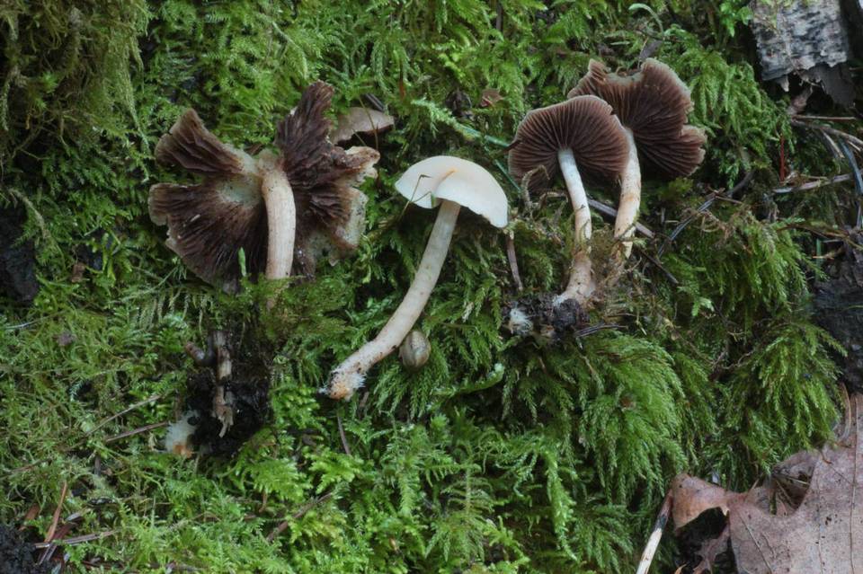 Psathyrella cernua image