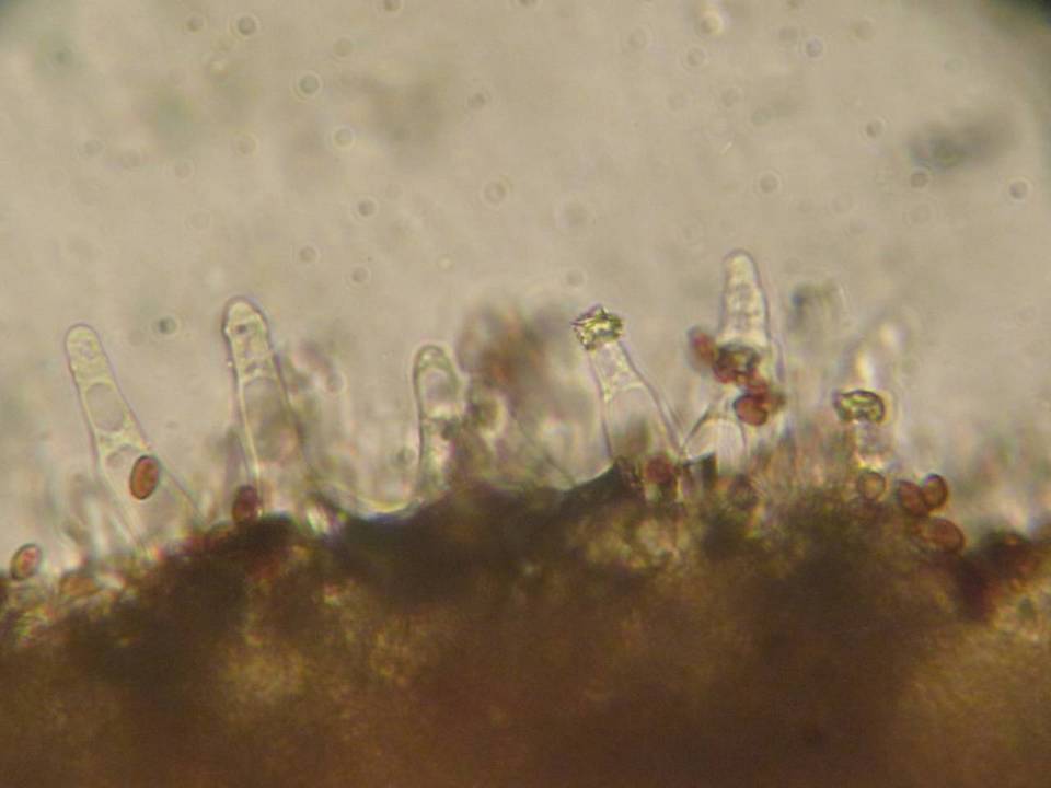 Psathyrella cernua image
