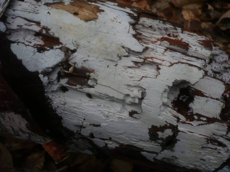 Athelia epiphylla image