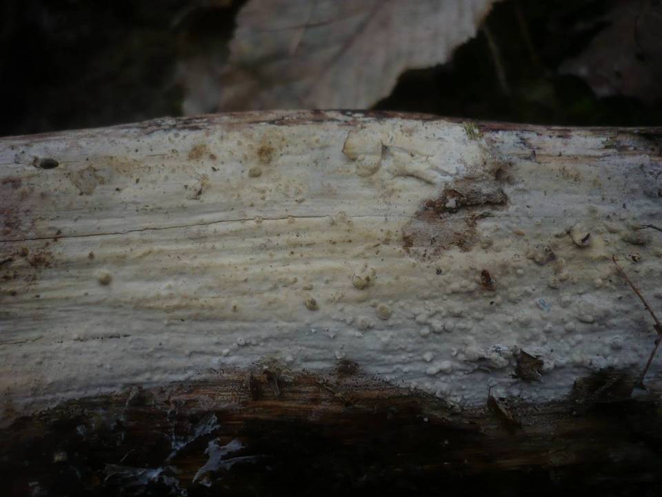 Radulomyces confluens image