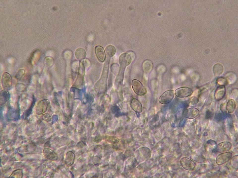 Galerina heterocystis image