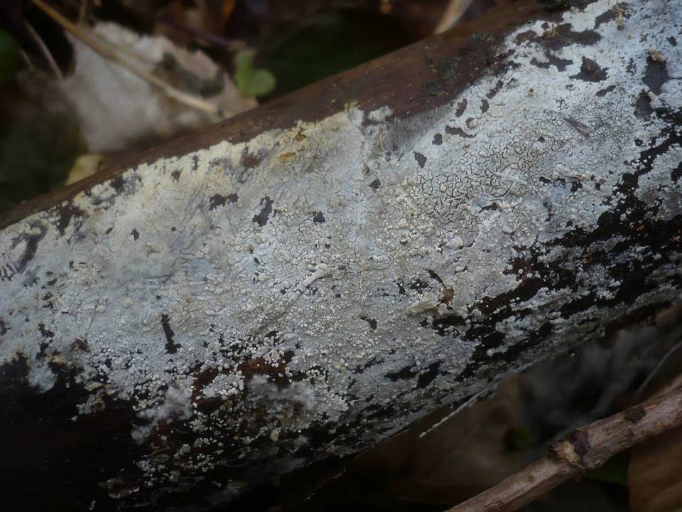Hyphoderma argillaceum image