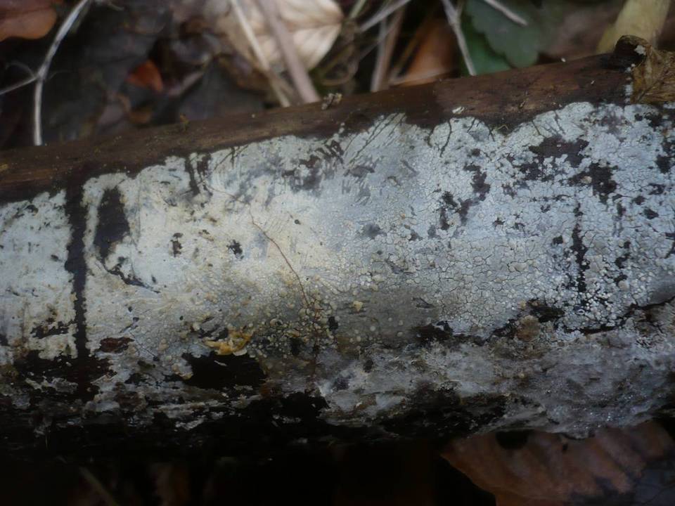 Hyphoderma argillaceum image