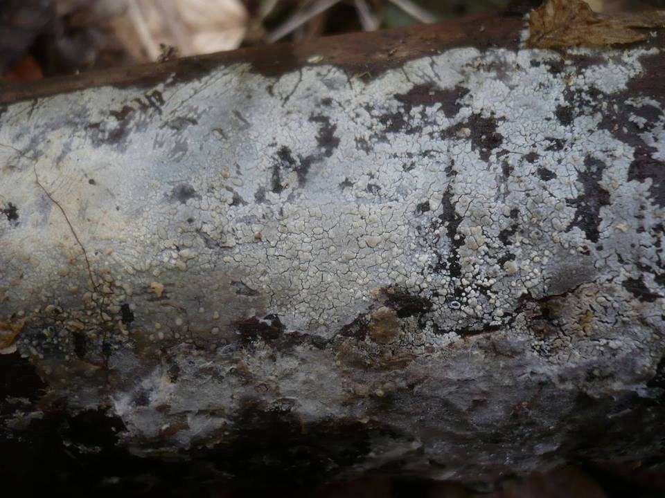Hyphoderma argillaceum image