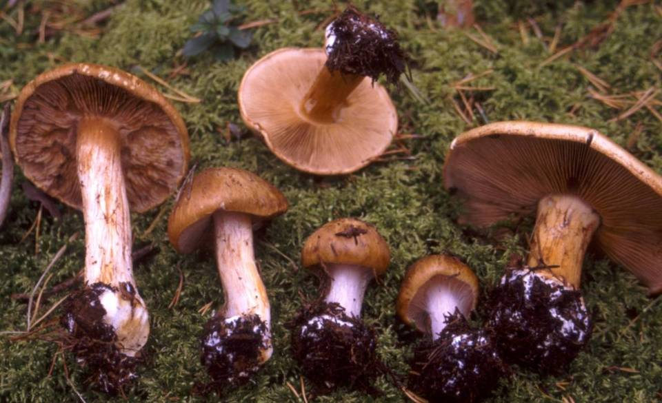 Cortinarius pseudoglaucopus image