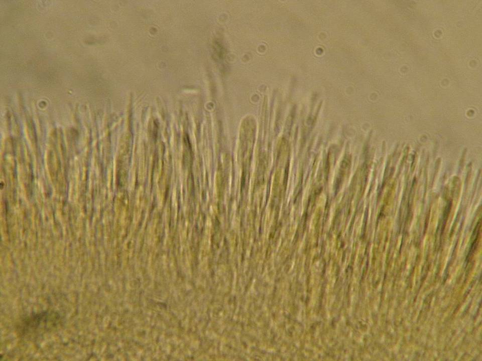 Lachnellula subtilissima image