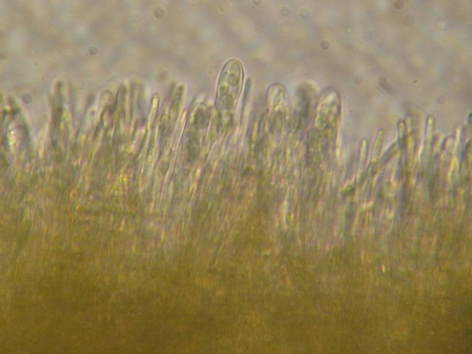 Lachnellula subtilissima image