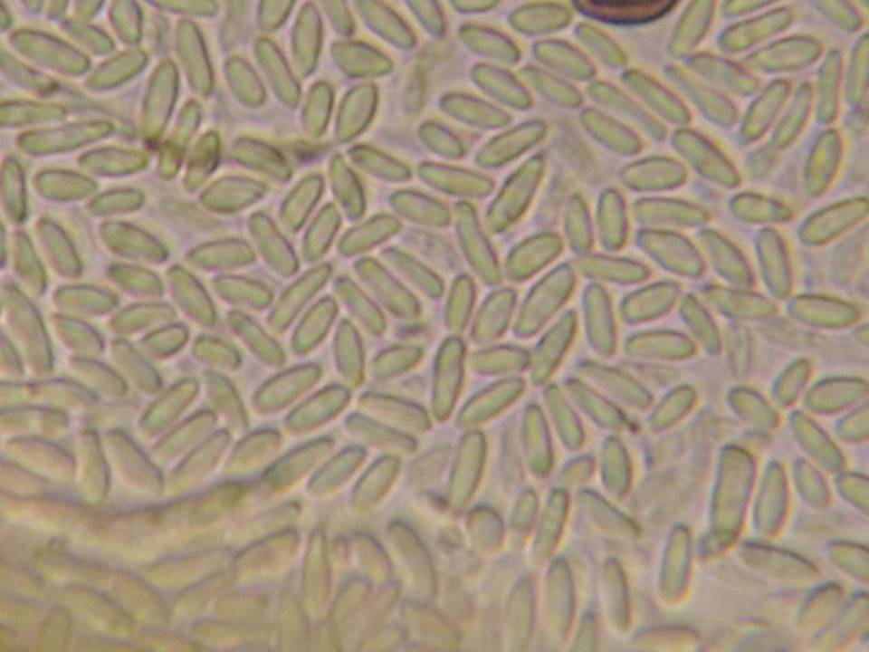 Lachnellula subtilissima image